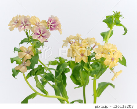 フロックスの花 126138205