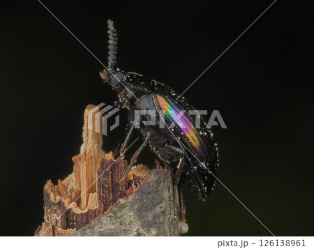 ヒメナガニジゴミムシダマシ 126138961