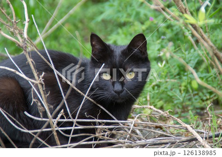黒猫 野良猫 黒猫 野良猫 126138985