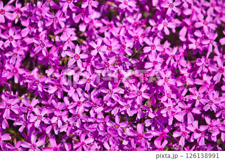 春をむかえ、色とりどりの花が見頃の公園 春をむかえ、色とりどりの花が見頃の公園 126138991