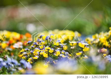 春をむかえ、色とりどりの花が見頃の公園 春をむかえ、色とりどりの花が見頃の公園 126138995