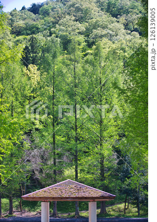 春をむかえ、色とりどりの花が見頃の公園 126139005