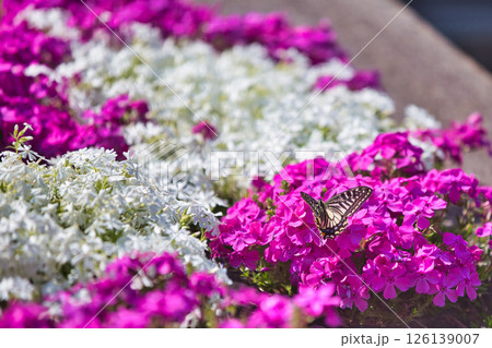 春をむかえ、色とりどりの花が見頃の公園 126139007