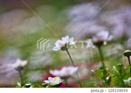 春をむかえ、色とりどりの花が見頃の公園 春をむかえ、色とりどりの花が見頃の公園 126139034
