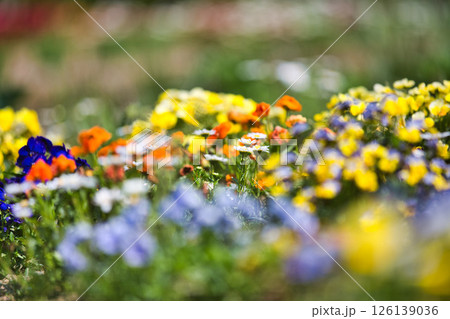 春をむかえ、色とりどりの花が見頃の公園 春をむかえ、色とりどりの花が見頃の公園 126139036