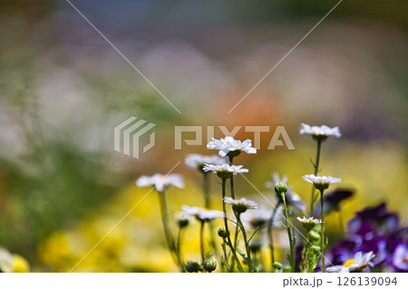 春をむかえ、色とりどりの花が見頃の公園 春をむかえ、色とりどりの花が見頃の公園 126139094
