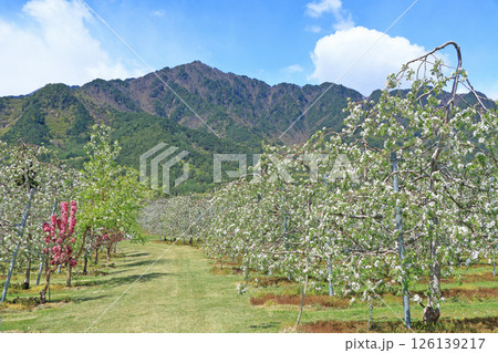 安曇野の春　リンゴの花咲くころ 126139217