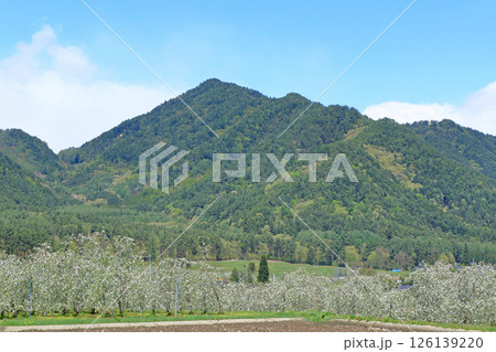 安曇野の春　リンゴの花咲くころ 126139220