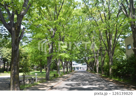 並木道 八王子市 並木道 八王子市 126139820