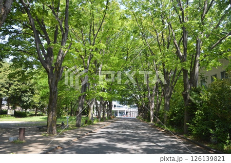 並木道　八王子市 126139821