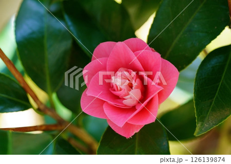 挿し木5年・我が家の庭に初めて咲いた椿（菱唐糸） 126139874