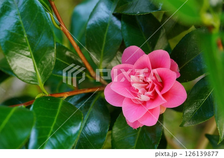 挿し木5年・我が家の庭に初めて咲いた椿（菱唐糸） 126139877