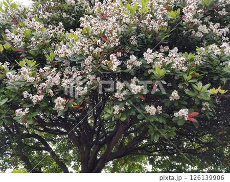 満開の花びら 126139906