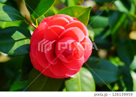 春の訪れ・椿・紅おとめの大輪 春の訪れ・椿・紅おとめの大輪 126139959