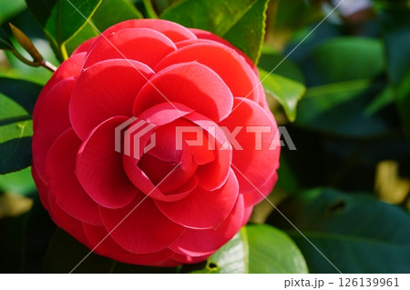 春の訪れ・椿・紅おとめの大輪 126139961