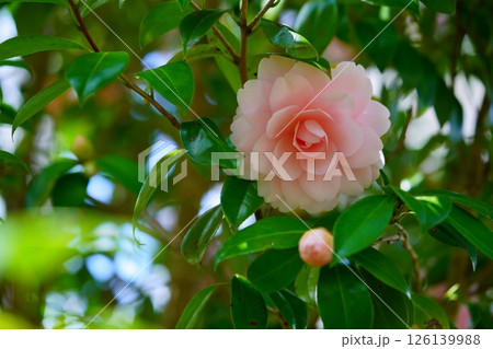 可愛い八重咲の椿大輪 126139988