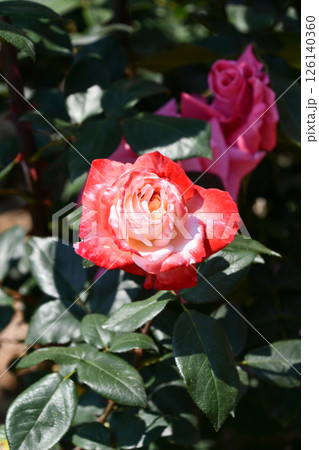 バラ「丹頂」 Rose "Tancho" バラ「丹頂」 Rose "Tancho" 126140360