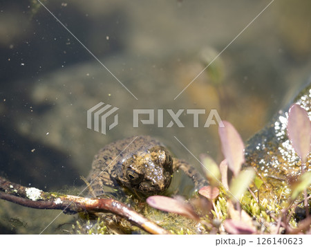 庭の池のウシガエル 126140623