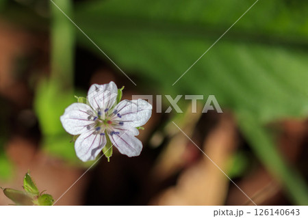 秋の野に咲く草花、ゲンノショウコの花 126140643