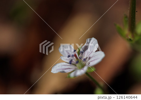 秋の野に咲く草花、ゲンノショウコの花 126140644