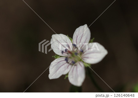 秋の野に咲く草花、ゲンノショウコの花 126140648