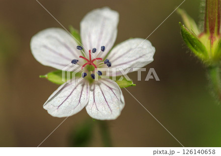 秋の野に咲く草花、ゲンノショウコの花 秋の野に咲く草花、ゲンノショウコの花 126140658