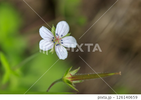 秋の野に咲く草花、ゲンノショウコの花 126140659