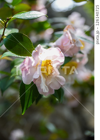 Bright red Camellia japonica flower in full bloom with double petals, Shanghai, China. Close-up view showing detailed texture of petals and yellow stamens against dark green glossy leaves 126140725