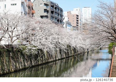 東京都市風景 目黒川の桜 東京都市風景 目黒川の桜 126140736