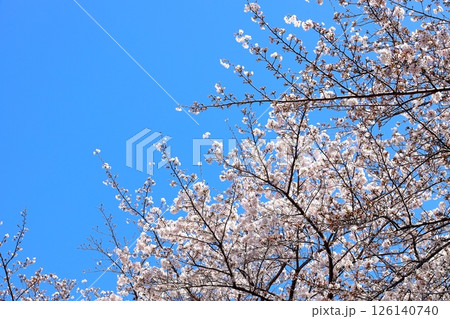 東京都市風景　目黒川の桜 126140740