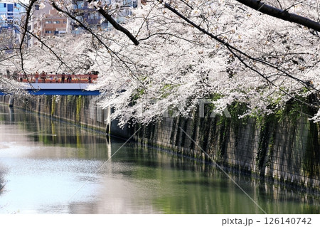 東京都市風景　目黒川の桜 126140742