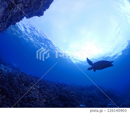 石垣島で泳ぐウミガメを海底から眺める 126140903