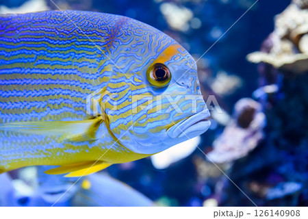 Close-up of a brightly colored sailfin snapper showing sharp blue lines and fin detail in tropical reef tank Close-up of a brightly colored sailfin snapper showing sharp blue lines and fin detail in tropical reef tank 126140908