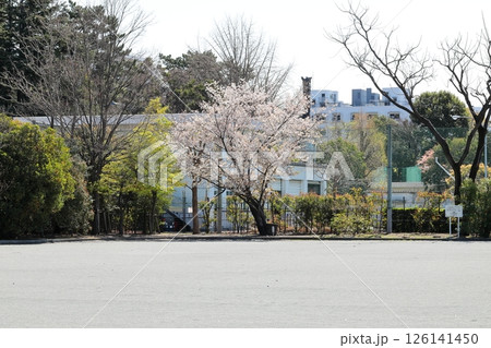 東京都市風景 中目黒公園の桜 東京都市風景 中目黒公園の桜 126141450