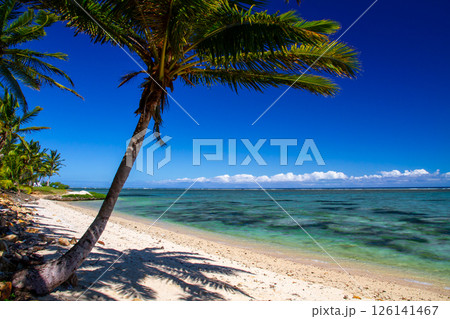 オセアニア　フィジー共和国ビティレブ島南部コーラルコーストの街コロトゴ　青空のビーチとヤシの木 126141467