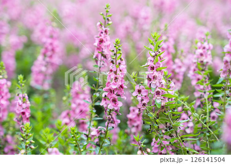 Beautiful pink Salvia nemorosa flowers in full bloom growing in the natural wind. 126141504