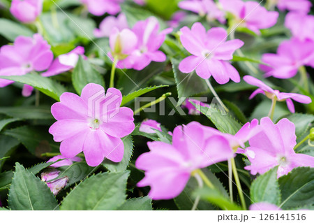 Impatiens new guinea in pink in full bloom. Impatiens new guinea in pink in full bloom. 126141516