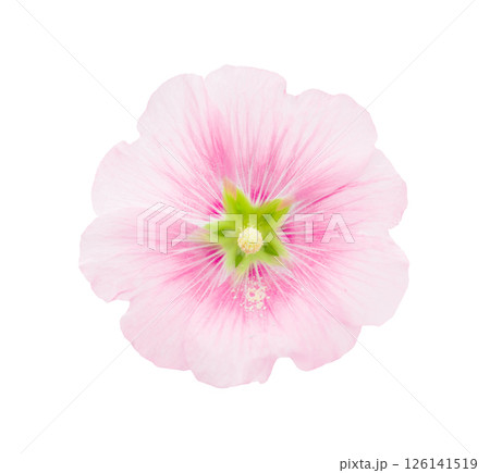 Pink color Hollyhock flower isolated on white background, save clipping path. 126141519