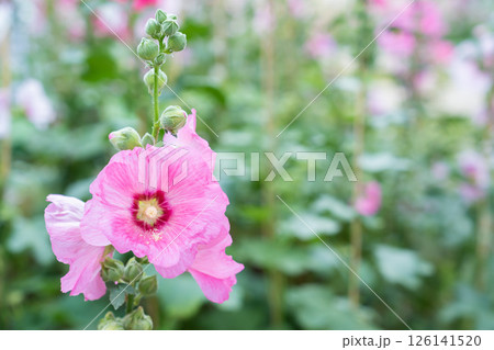 Blooming Pink color hollyhock flower. 126141520