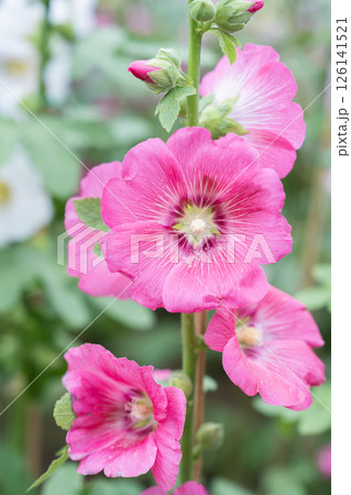 Blooming Pink color hollyhock flower. Blooming Pink color hollyhock flower. 126141521