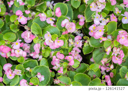 Blooming pink begonias, semperflorens begonias. 126141527