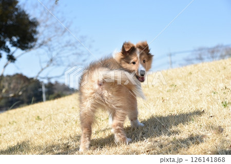 振り向くこいぬ　シェルティ 126141868