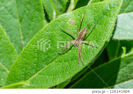 イオウイロハシリグモ イオウイロハシリグモ 126141904