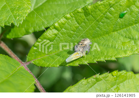 昆虫を捕食するハエトリグモ（ネコハエトリ） 126141905