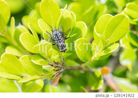 交尾するセンチニクバエ 126141922