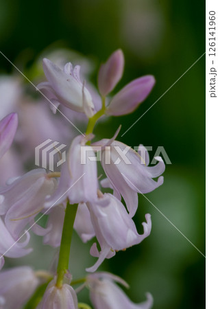 釣鐘水仙 126141960