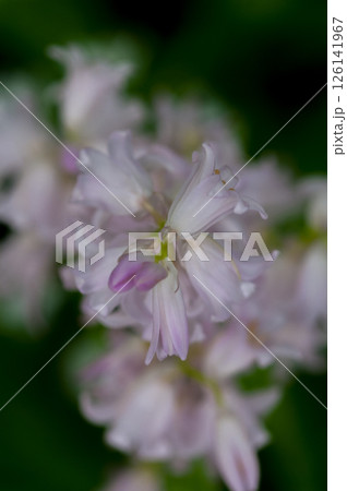 釣鐘水仙 126141967