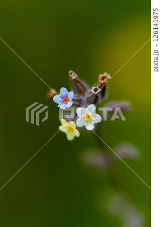 花の色が変化する勿忘草(ミオソティス・ディスカラー:myosotis discolor) 126141975