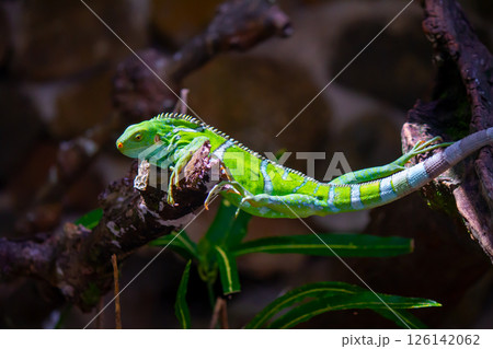 オセアニア フィジー共和国ビティレブ島南部コーラルコーストの街コロトゴ フィジーイグアナ オセアニア フィジー共和国ビティレブ島南部コーラルコーストの街コロトゴ フィジーイグアナ 126142062