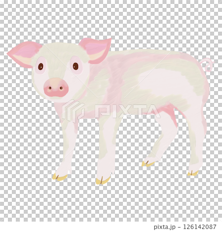 用油畫筆繪製的可愛小豬插圖剪貼畫插圖PNG 126142087